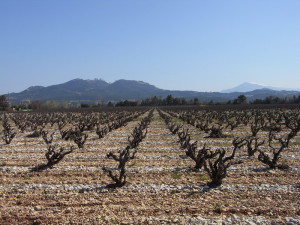 Dans le vignoble de Sarrians (Vaucluse) Du Léman à la Mer