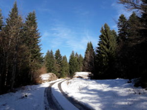 Dans la forêt, la neige n'a pas fondu Jura