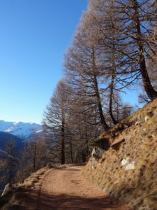 Descente silencieuse du Tsalet, sur les aiguilles de mélèze Eison