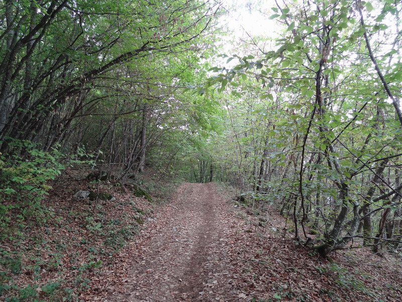Dans la forêt sur le versant est du Salève Salève